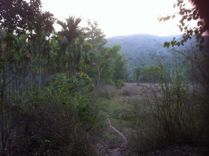 Path through forest in Mudigere